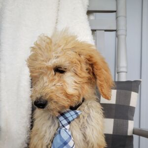 Goldendoodle Puppy Kalvin