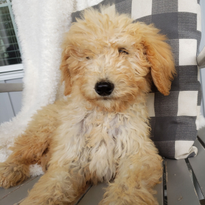 Goldendoodle Puppy Kalvin