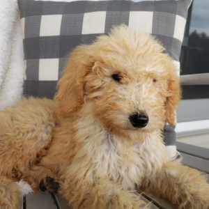 Goldendoodle Puppy Kalvin