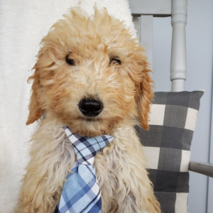 Goldendoodle Puppy Kalvin