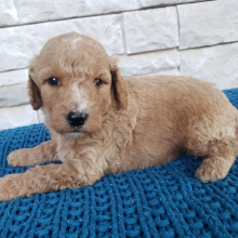 Goldendoodle Puppy Wesly