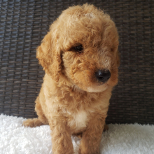 Goldendoodle Puppy Wesly