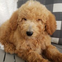Goldendoodle Puppy Wesly