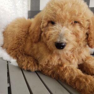 Goldendoodle Puppy Wesly