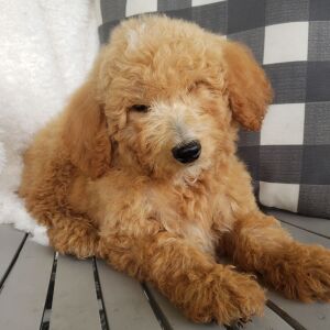 Goldendoodle Puppy Wesly