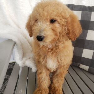 Goldendoodle Puppy Wesly