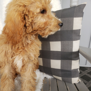 Goldendoodle Puppy Wesly