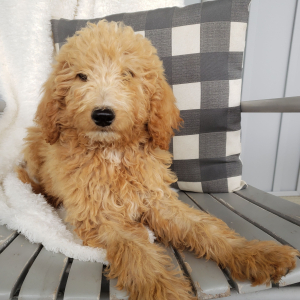 Goldendoodle Puppy Wesly