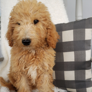 Goldendoodle Puppy Wesly
