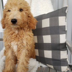 Goldendoodle Puppy Wesly