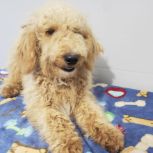 Goldendoodle Puppy Wesly