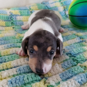 Dachshund Puppy Buddy