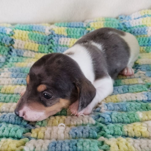 Dachshund Puppy Buddy