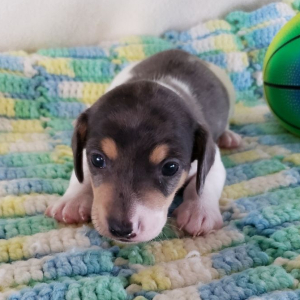 Dachshund Puppy Buddy