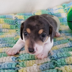 Dachshund Puppy Buddy