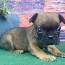 French Bulldog Puppy Bowie