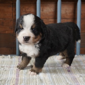 Bernese Mountain Dog Puppy Blake