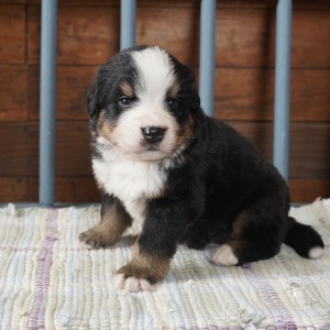 Bernese Mountain Dog Puppy Blake