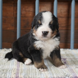 Bernese Mountain Dog Puppy Blake
