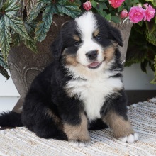 Bernese Mountain Dog Puppy Blake