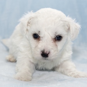 Bichon Frise Puppy Hans