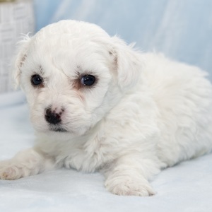 Bichon Frise Puppy Hans