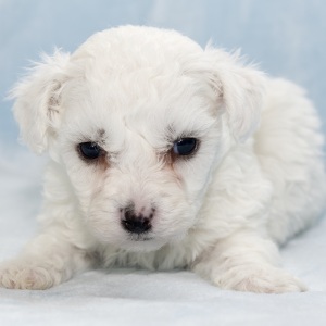 Bichon Frise Puppy Hans