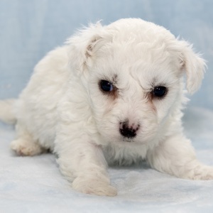 Bichon Frise Puppy Hans