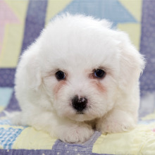 Bichon Frise Puppy Hans