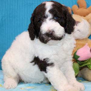 Poodle Puppy Briony