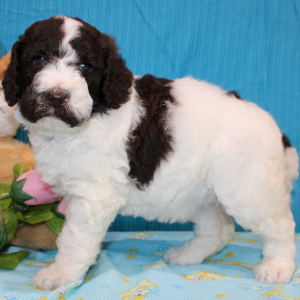 Poodle Puppy Briony