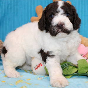 Poodle Puppy Briony