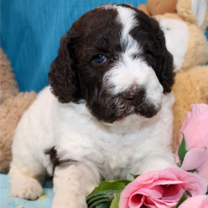 Poodle Puppy Briony