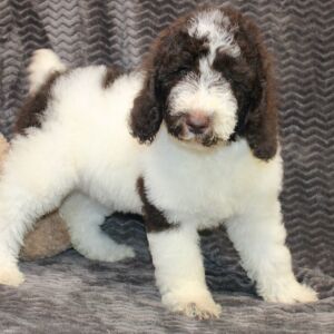 Poodle Puppy Briony