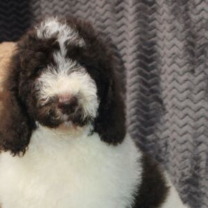 Poodle Puppy Briony
