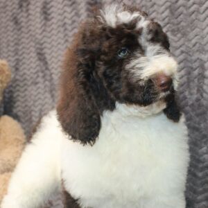 Poodle Puppy Briony