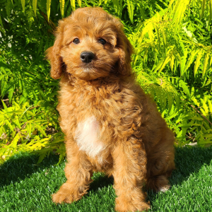 Goldendoodle Puppy Chutney