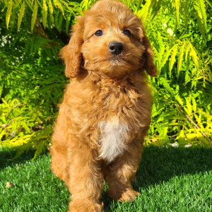 Goldendoodle Puppy Chutney