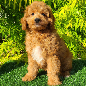 Goldendoodle Puppy Chutney