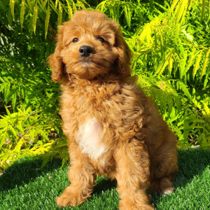 Goldendoodle Puppy Chutney