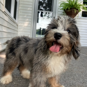 Bernedoodle Puppy Cody