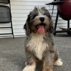 Bernedoodle Puppy Cody