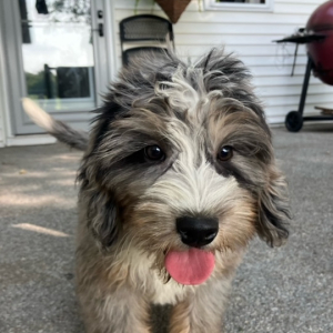 Bernedoodle Puppy Cody