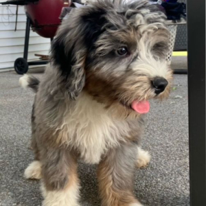 Bernedoodle Puppy Cody