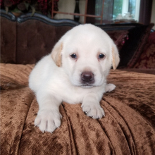 Labrador Retriever Puppy Princess