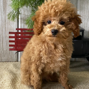 Poodle Puppy Flame