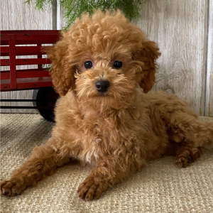 Poodle Puppy Flame