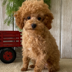 Poodle Puppy Flame
