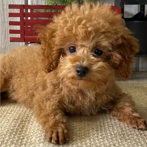 Poodle Puppy Flame
