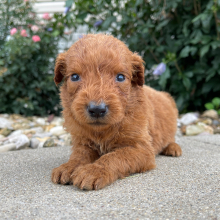 Goldendoodle Puppy Freddie